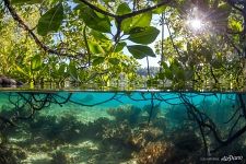 Mangrove forest