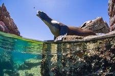 Sea lion. Sea of Cortez, Los Islotes Island Sea lion. Sea of Cortez, Los Islotes Island