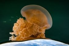 Golden jellyfish Golden jellyfish