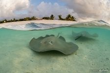 Stingrays. Maldives Stingrays. Maldives