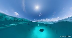 Manta rays, Maldives