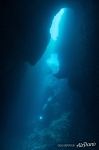 Blue Holes, Palau