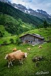 Cows in the Bernese Alps