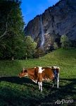 Cow in the Lauterbrunnen, the valley of waterfalls
