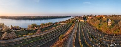 Vineyards of Paks