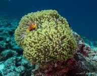 Clownfish Clownfish