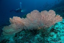Corals Corals
