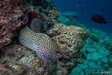 Moray eels Moray eels