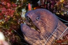 Moray eel Moray eel