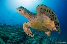 Hawksbill sea turtle Hawksbill sea turtle