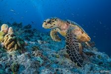 Hawksbill sea turtle Hawksbill sea turtle