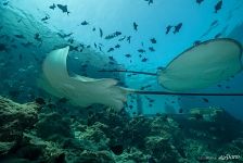 Underwater World of Maldives