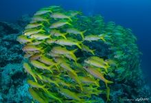 Brightly colored fishes