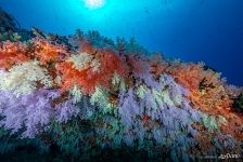 Colorful corals Colorful corals