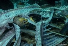 Moray eel Moray eel