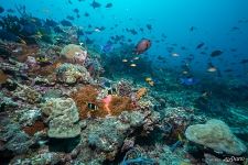 Maldives. Underwater Maldives. Underwater