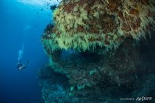 Southern Maldives. Diving