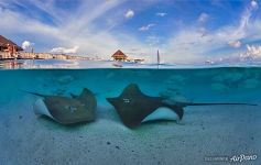 Stingrays. Split photo Stingrays. Split photo
