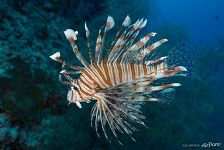 Pterois miles, the devil firefish or common lionfish Pterois miles, the devil firefish or common lionfish