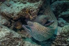 Moray eels Moray eels