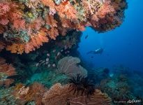 Scuba diving in the Maldives Scuba diving in the Maldives