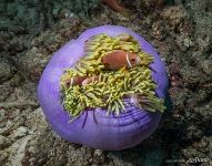 Clownfish in the sea anemone