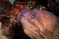 Moray eel Moray eel