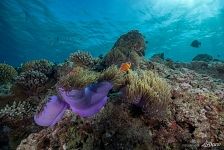 Underwater World of the Maldives