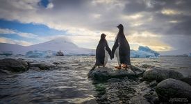 Penguins in Antarctica