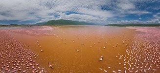 Kenya, Flamingo, Lake Bogoria