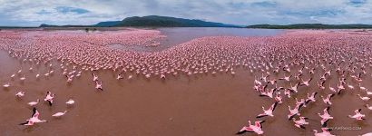 Flamingos on Lake Bogoria, Kenya