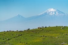 Cows and Mount Ararat