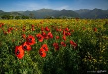 A poppy field in Armenia