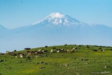 Pasture with Mount Ararat in the background