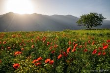Poppies in Armenia