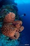Corals #51 Corals #51