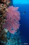 Corals #52 Corals #52