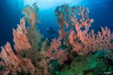 Corals #32