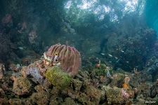 Corals #36 Corals #36