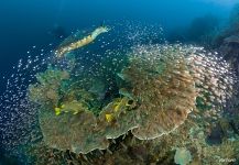 Corals #31 Corals #31