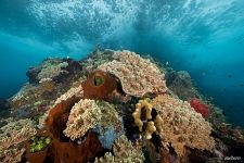 Corals #40 Corals #40