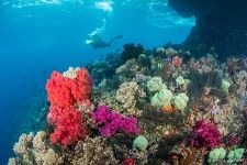 Corals #15 Corals #15