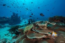 Corals #4 Corals #4
