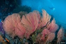 Corals #34
