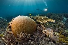 Corals #29 Corals #29