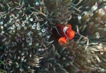 Corals #2 Corals #2