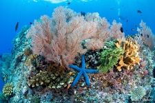 Corals #28 Corals #28