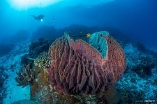 Corals #13