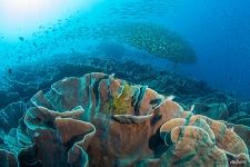 Corals #19 Corals #19
