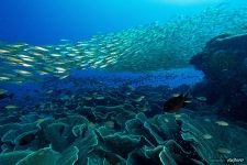 Corals #16 Corals #16